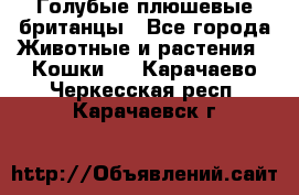 Голубые плюшевые британцы - Все города Животные и растения » Кошки   . Карачаево-Черкесская респ.,Карачаевск г.